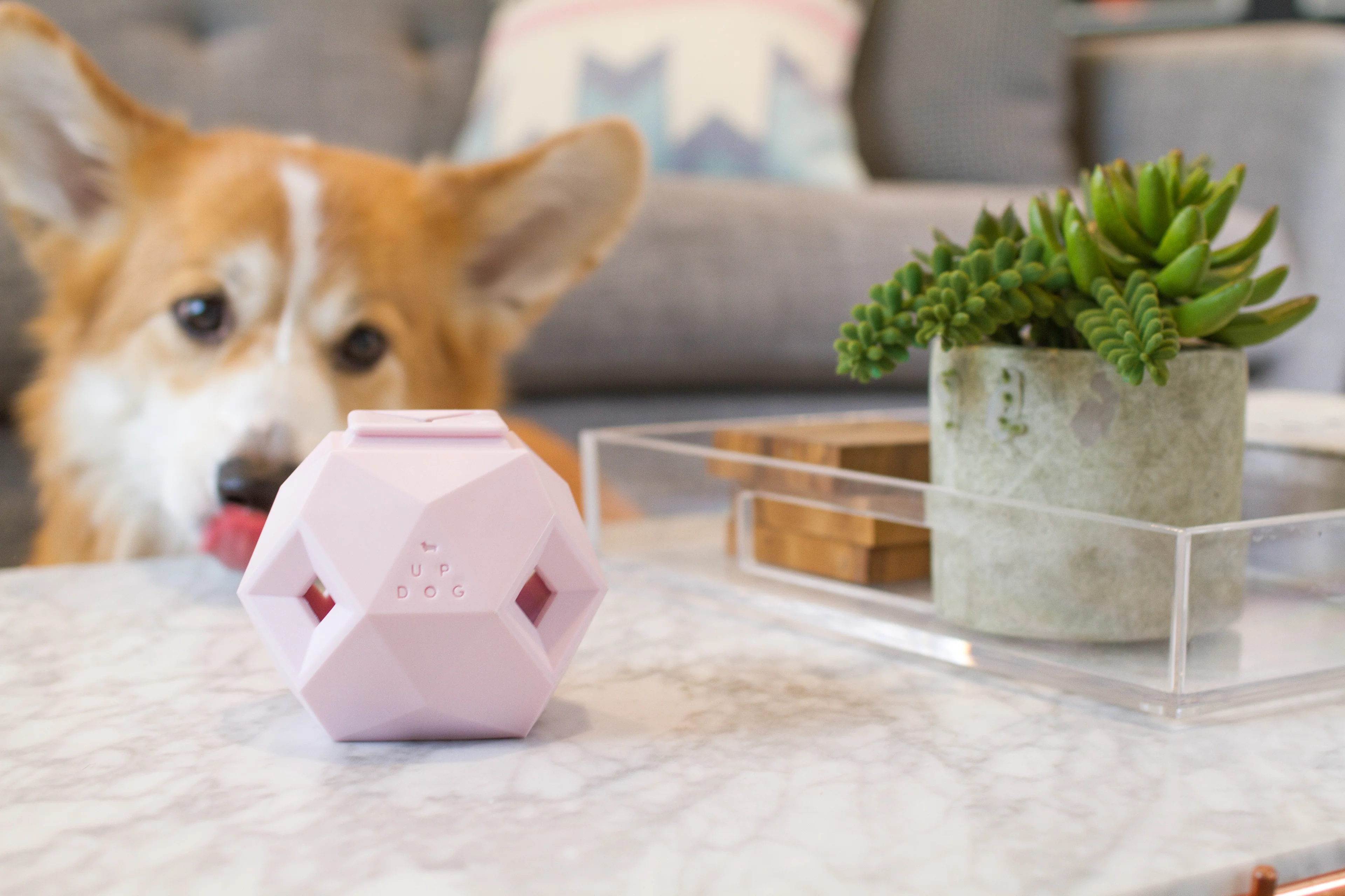 Elevate Your Dog’s Daily Style